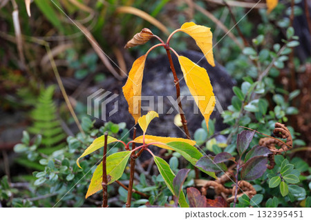 尾瀨、尾瀨之原和尾瀨沼的秋季徒步旅行，周圍環繞著秋天的楓葉，日本群馬縣 132395451