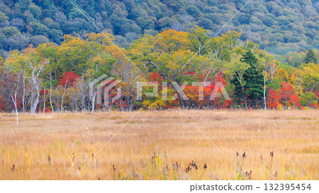 Autumn in Oze, Ozegahara and Ozenuma trekking surrounded by autumnal maple leaves, Gunma Prefecture, Japan Autumn in Oze, Ozegahara and Ozenuma trekking surrounded by autumnal maple leaves, Gunma Prefecture, Japan 132395454