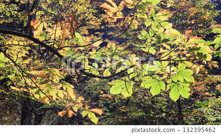 尾瀨、尾瀨之原和尾瀨沼的秋季徒步旅行,周圍環繞著秋天的楓葉,日本群馬縣 尾瀨、尾瀨之原和尾瀨沼的秋季徒步旅行,周圍環繞著秋天的楓葉,日本群馬縣 132395462