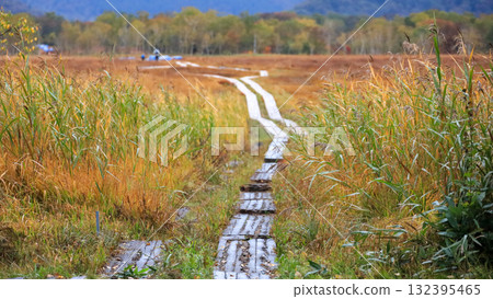 尾瀨、尾瀨之原和尾瀨沼的秋季徒步旅行，周圍環繞著秋天的楓葉，日本群馬縣 132395465