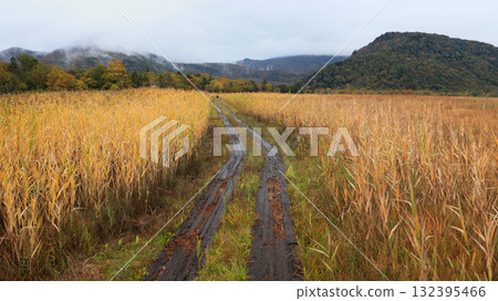 Autumn in Oze, Ozegahara and Ozenuma trekking surrounded by autumnal maple leaves, Gunma Prefecture, Japan 132395466