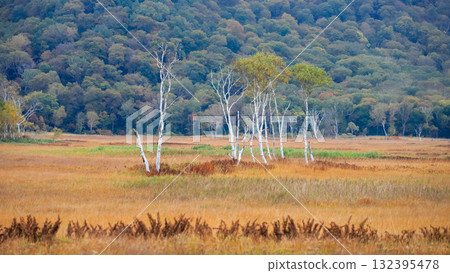 Autumn in Oze, Ozegahara and Ozenuma trekking surrounded by autumnal maple leaves, Gunma Prefecture, Japan 132395478