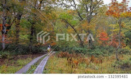 Autumn in Oze, Ozegahara and Ozenuma trekking surrounded by autumnal maple leaves, Gunma Prefecture, Japan Autumn in Oze, Ozegahara and Ozenuma trekking surrounded by autumnal maple leaves, Gunma Prefecture, Japan 132395481