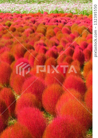 國有的Hitachihama海灘公園的Kokia 國有的Hitachihama海灘公園的Kokia 132395550