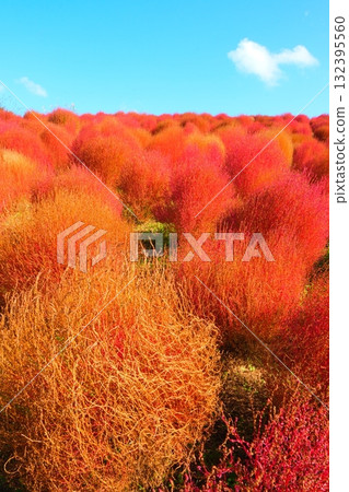 Kokia of the state-owned Hitachihama Beach Park Kokia of the state-owned Hitachihama Beach Park 132395560