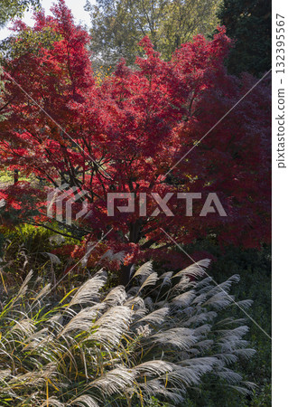 Autumn leaves of maple and pampas grass Autumn leaves of maple and pampas grass 132395567