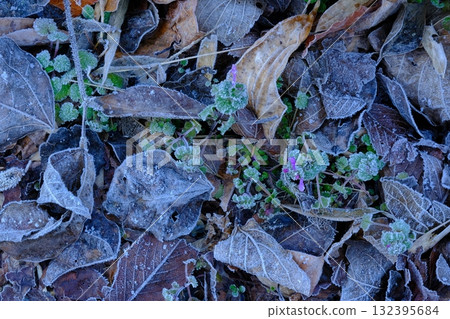 初春霜景 初春霜景 132395684