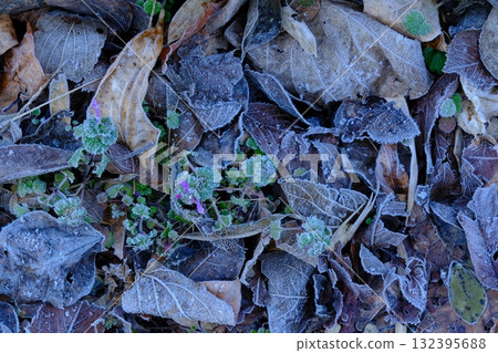 Early spring frost landscape Early spring frost landscape 132395688