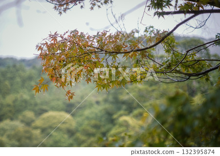 湯布院金麟湖畔的楓葉光影 132395874