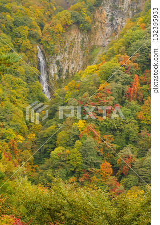 志賀高原的紅葉【關滿瀑布】 132395933