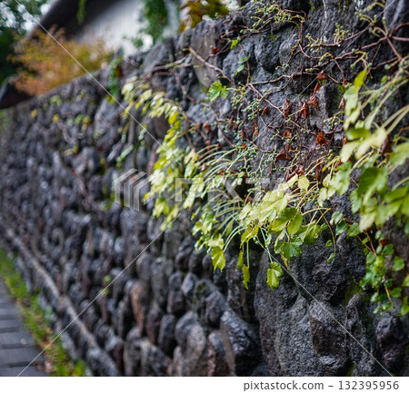 湯布院街角的自然生命力 132395956