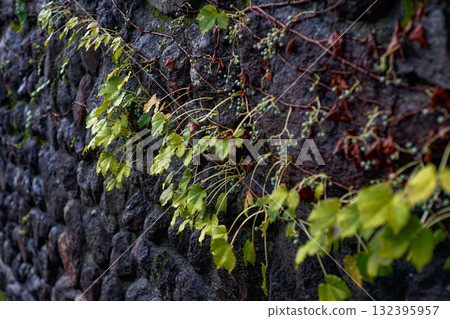 湯布院街角的自然生命力 132395957