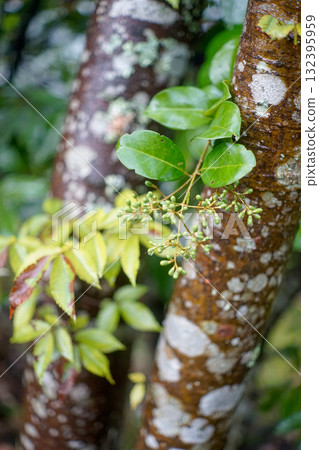 湯布院街角的自然生命力 132395959