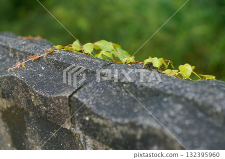 湯布院街角的自然生命力 132395960