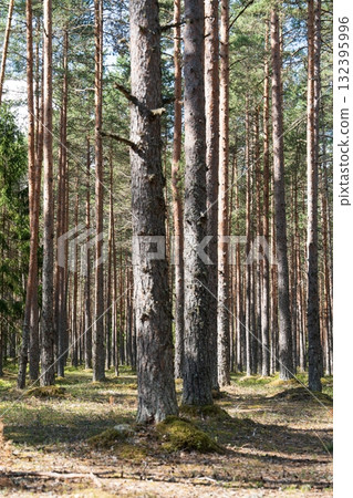 Enchanting Woodland Scene Towering Pines in a Serene Forest Landscape, Nature s Majesty 132395996