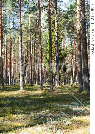 Sunlit Forest of Tall Pines A Serene Woodland Landscape for Nature and Outdoor Projects 132395999