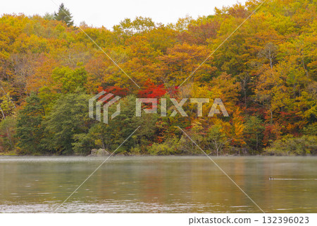 志賀高原的紅葉【琵琶池】 志賀高原的紅葉【琵琶池】 132396023
