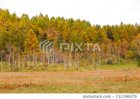 田野畑沼澤的紅葉【志賀高原】 132396079