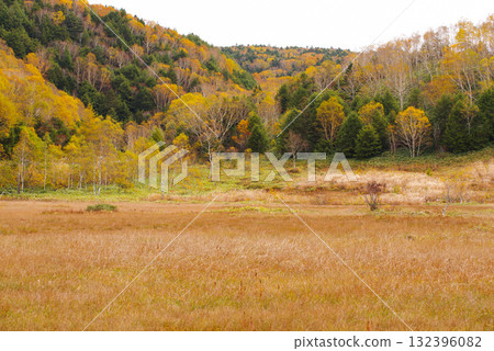 Autumn leaves at Tanohata Marsh [Shiga Kogen] 132396082