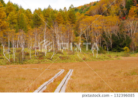Autumn leaves at Tanohata Marsh [Shiga Kogen] 132396085