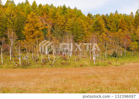 田野畑沼澤的紅葉【志賀高原】 田野畑沼澤的紅葉【志賀高原】 132396087