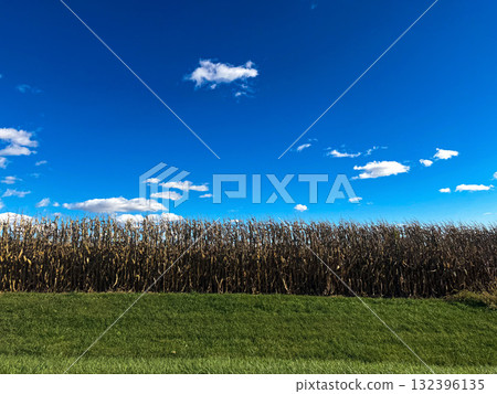 Autumn Corn Field Under Bright Blue Sky Autumn Corn Field Under Bright Blue Sky 132396135