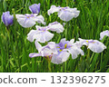 Iris and Horikiri iris garden [Adachi-ku, Tokyo] 132396275