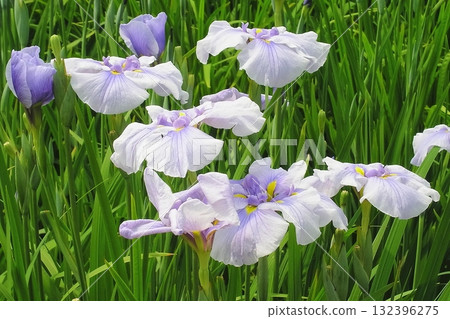 Iris and Horikiri iris garden [Adachi-ku, Tokyo] 132396275