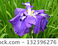 Iris and Horikiri iris garden [Adachi-ku, Tokyo] 132396276