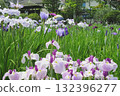 Iris and Horikiri iris garden [Adachi-ku, Tokyo] 132396277