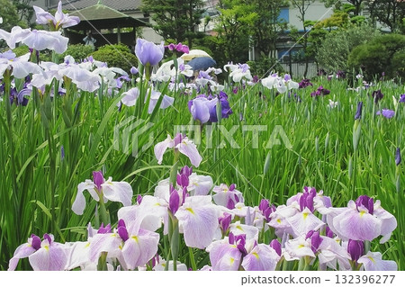 Iris and Horikiri iris garden [Adachi-ku, Tokyo] 132396277
