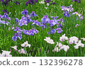 Iris and Horikiri iris garden [Katsushika-ku, Tokyo] 132396278