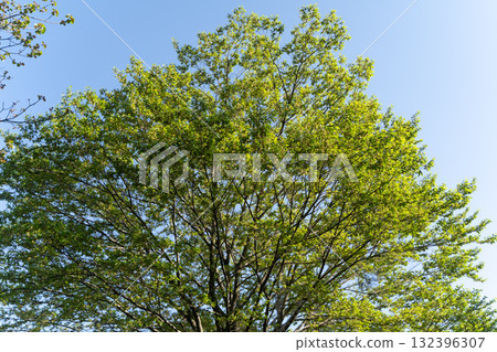 A refreshing season with fresh green trees and blue skies① A refreshing season with fresh green trees and blue skies① 132396307