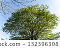 A refreshing season with fresh green trees and blue skies② 132396308
