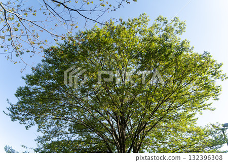 A refreshing season with fresh green trees and blue skies② A refreshing season with fresh green trees and blue skies② 132396308