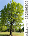 A refreshing season with fresh green trees and blue skies③ 132396309