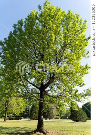 A refreshing season with fresh green trees and blue skies③ A refreshing season with fresh green trees and blue skies③ 132396309