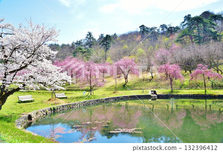 Weeping cherry blossoms at Yukyuzan Park in Nagaoka City, Niigata Prefecture 132396412