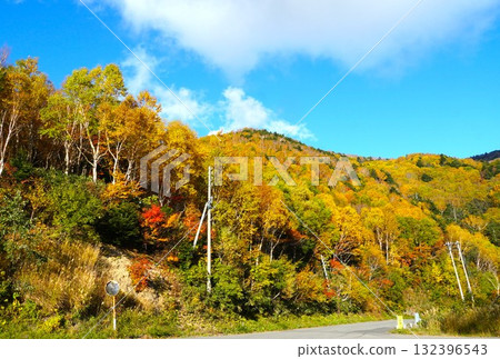 信州志賀高原 楓葉色的白樺樹 秋葉 山景 信州志賀高原 楓葉色的白樺樹 秋葉 山景 132396543
