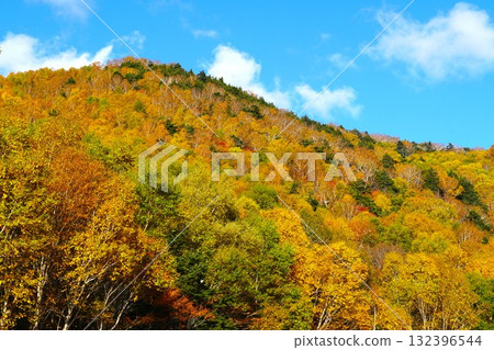 Shinshu Shiga Highlands Maple-colored Erman's birch autumn foliage mountain scenery Shinshu Shiga Highlands Maple-colored Erman's birch autumn foliage mountain scenery 132396544