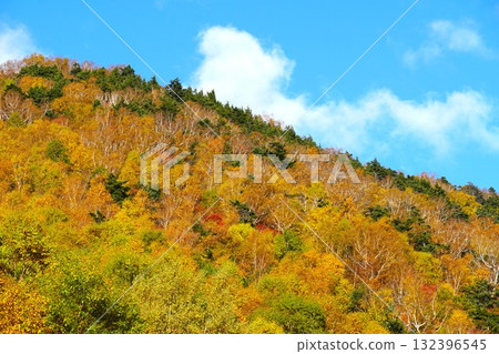 信州志賀高原 楓葉色的白樺樹 秋葉 山景 132396545