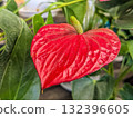 神秘植物－紅掌 132396605