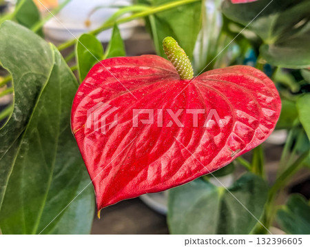 神秘植物－紅掌 132396605