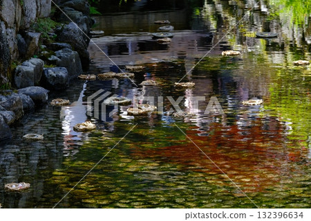 The floats for general worship at Shimogamo Shrine 132396634