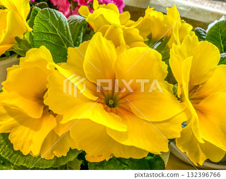 特寫〜報春花朱利安〜 132396766