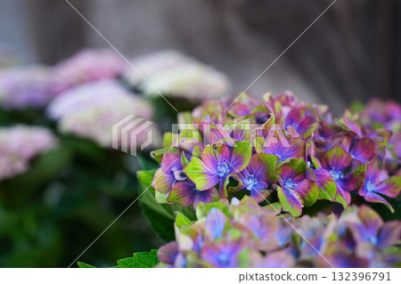 Beautiful hydrangeas with a gradation of green and purple 132396791