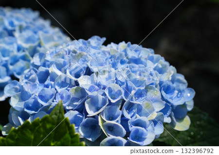 Cool light blue hydrangea Cool light blue hydrangea 132396792