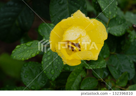 Yellow rose after the rain Yellow rose after the rain 132396810