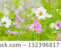 優雅綻放的雨季波斯菊 132396817