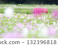 【久里濱花王國】雨中的愛與波斯菊 132396818